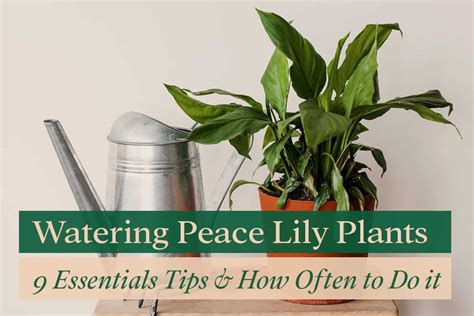 peace lily watering schedule